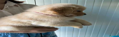 Golden Retriever rossa