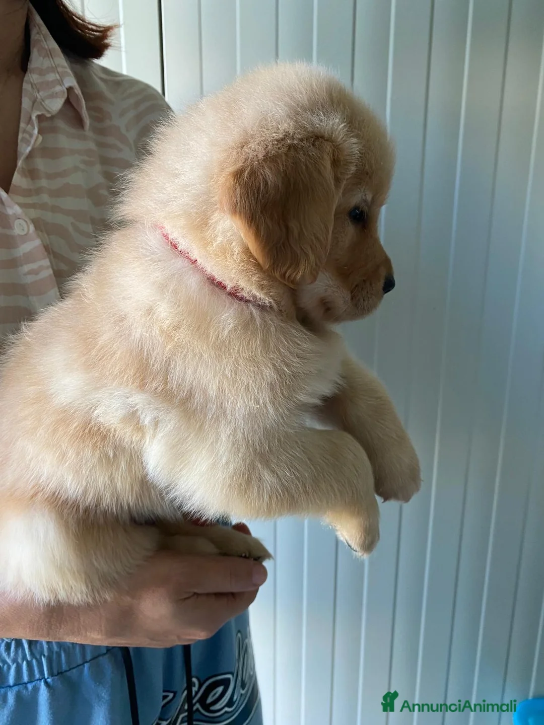 Golden Retriever cani in vendita: Cuccioli Golden retriver americano con pedigree a Provincia di Lecce - Annuncio 31