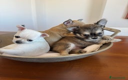 Chihuahua cani in vendita: Cuccioli di Chihuahua Cercano Casa!  a Provincia di Sassari - Immagine 2