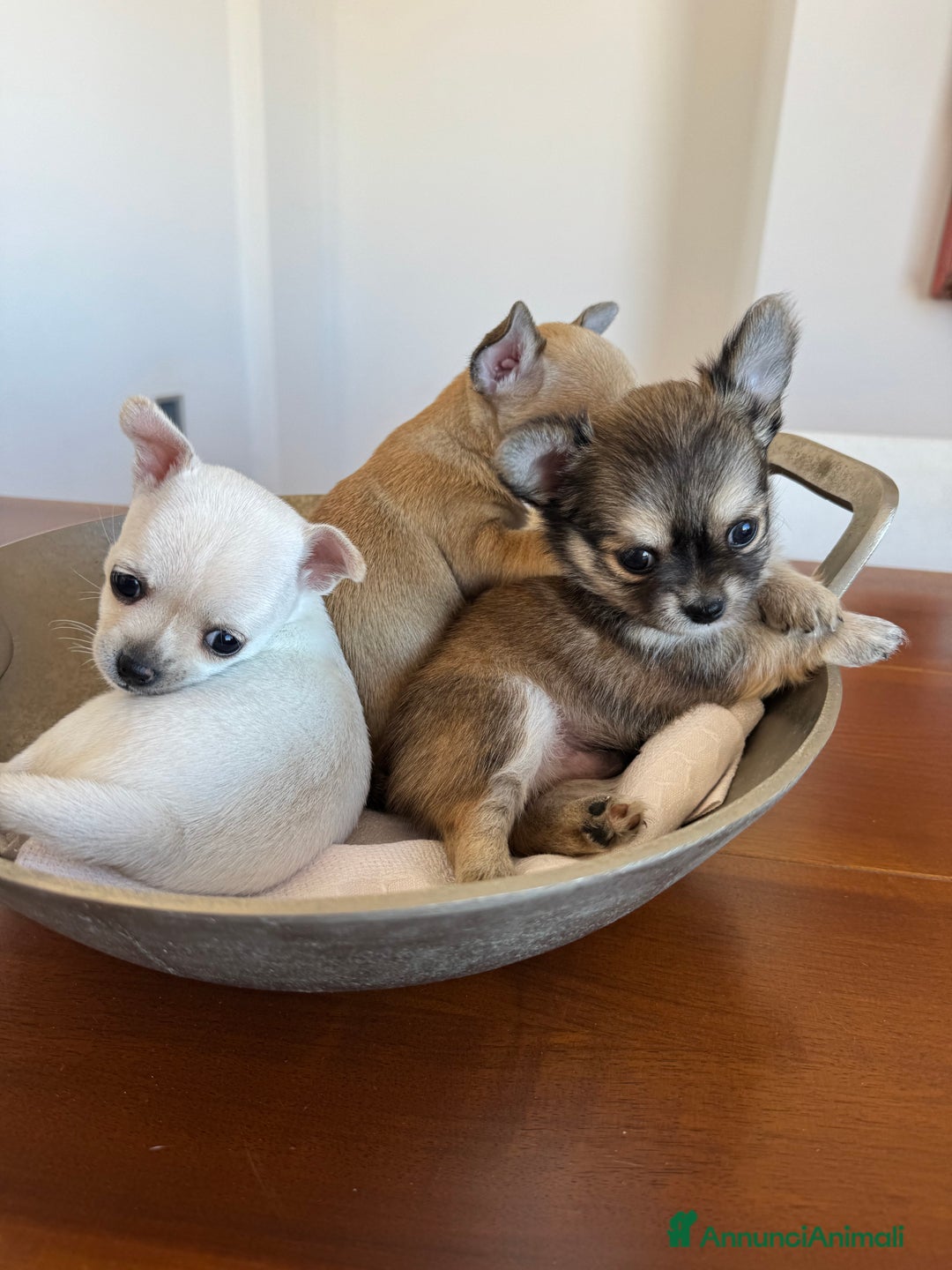 Chihuahua cani in vendita: Cuccioli di Chihuahua Cercano Casa!  a Provincia di Sassari - Immagine 2