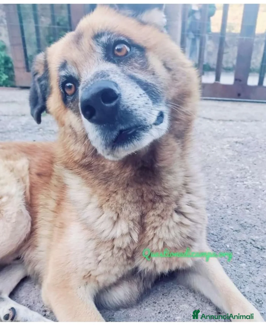 Meticcio cani in regalo: Boris 7anni vive in solitudine URGE CASA!SALERNO a Città metropolitana di Milano - Annuncio 1