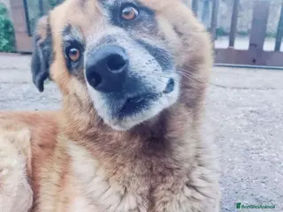 Meticcio cani Boris 7anni vive in solitudine URGE CASA!SALERNO a Città metropolitana di Milano - Annuncio 33