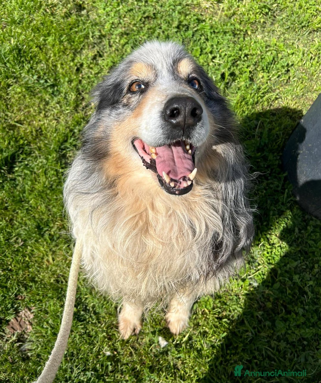 Meticcio cani in regalo: Paul Newman, PASTORE AUSTRALIANO DERIVATO a Provincia di Latina - Annuncio 2