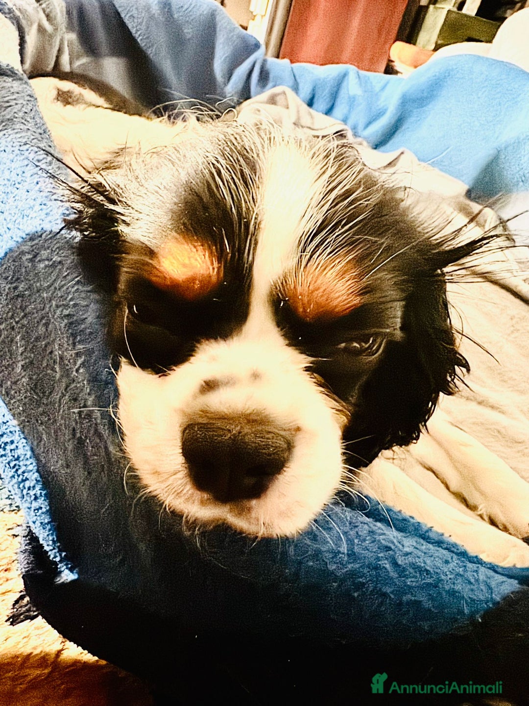 Cavalier King cani in vendita: King cavaglier - Annuncio 5