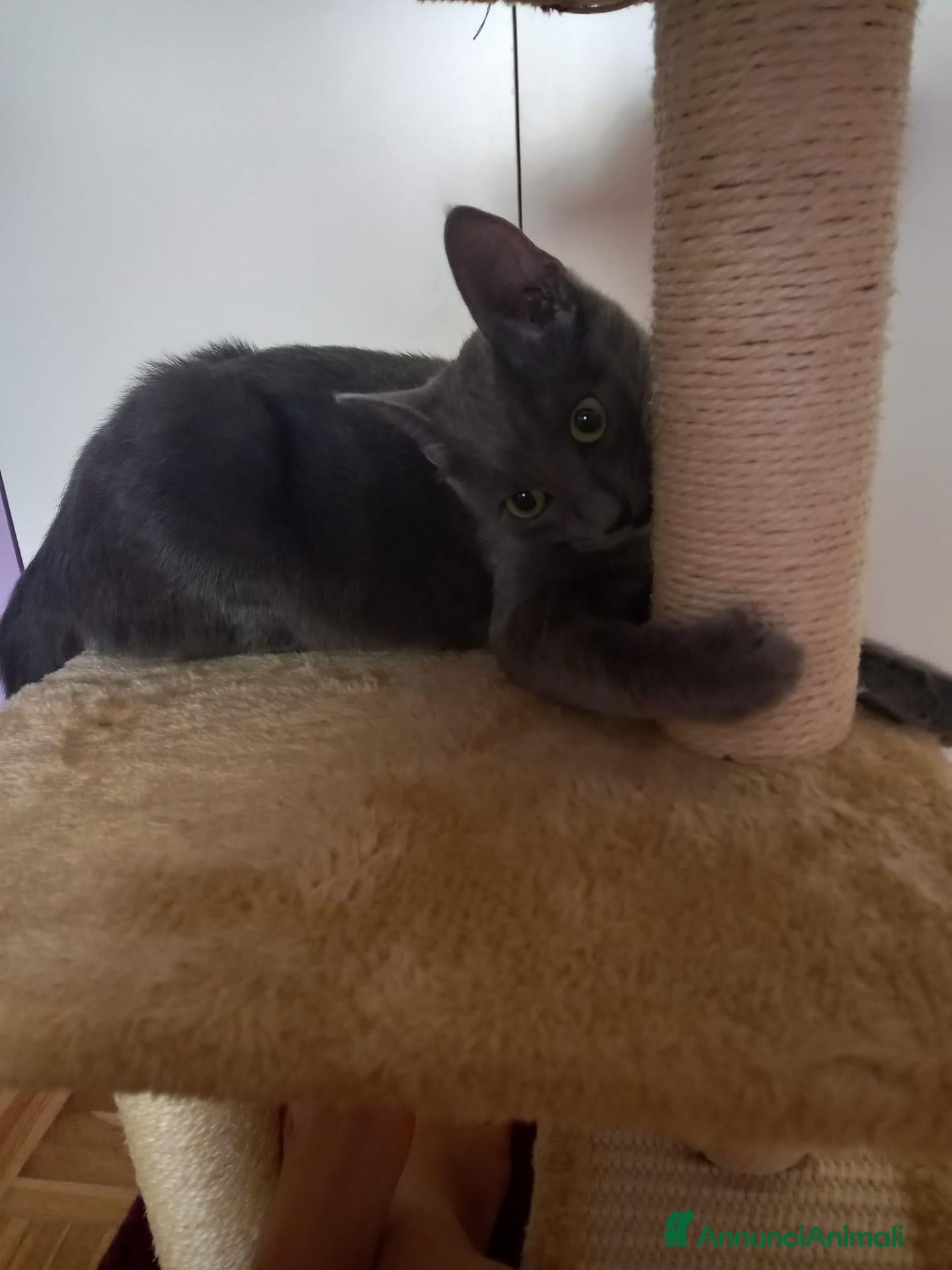 Altre razze gatti Gattina 4/5 mesi - Annuncio 2