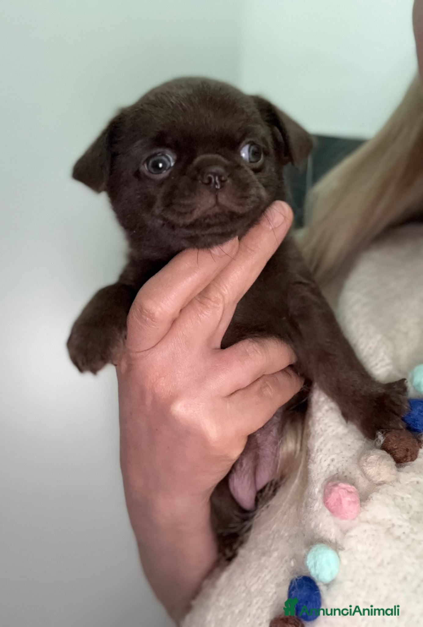 Chihuahua cani Chihuahua cucciola  - Annuncio 20