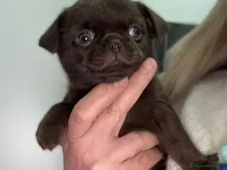 Chihuahua cani Chihuahua cucciola - Annuncio 20