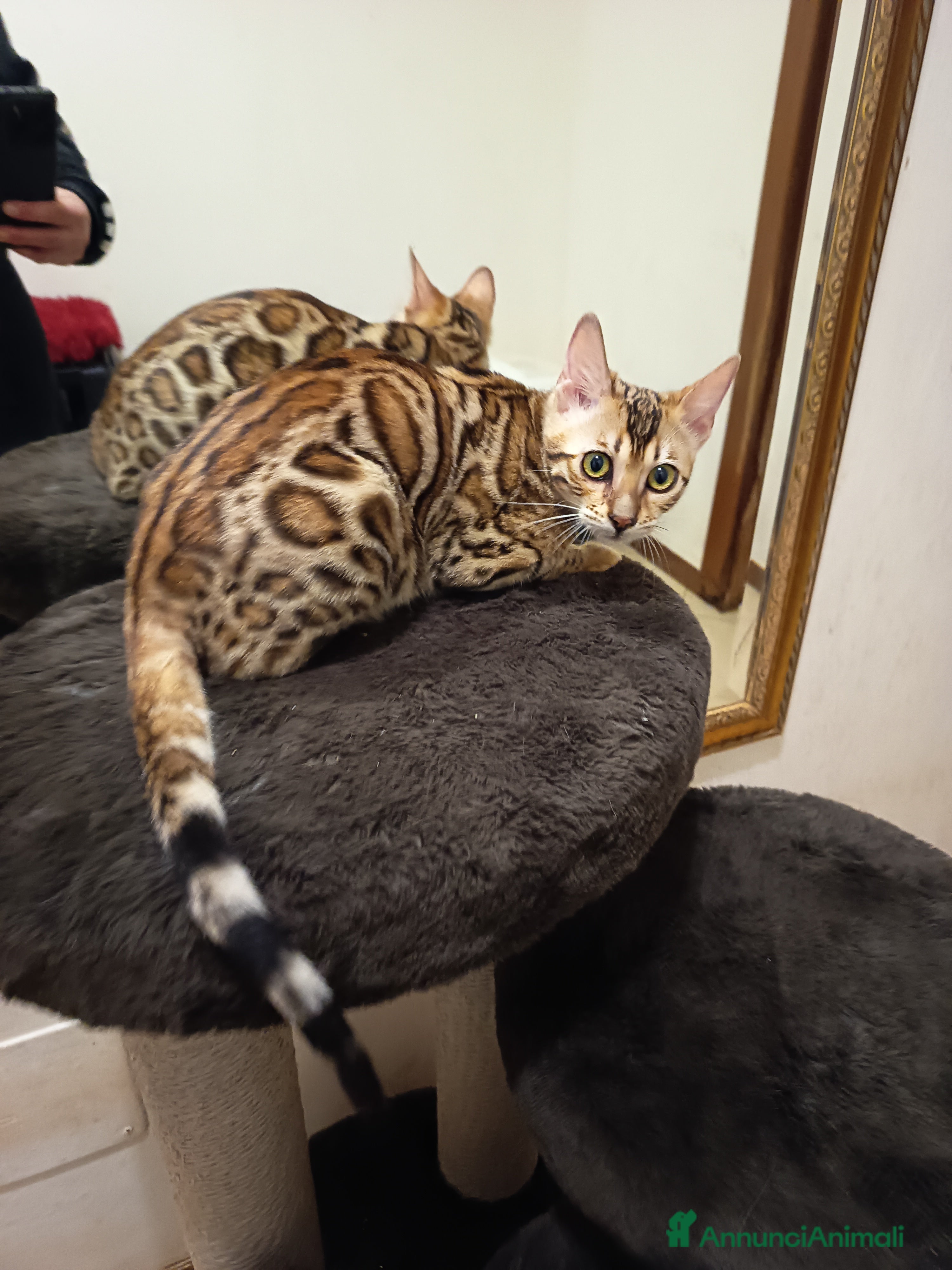 Bengala gatti dolcissima Feminuccia  - Annuncio 16