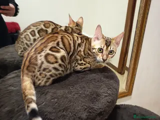 Bengala gatti dolcissima Feminuccia - Annuncio 16