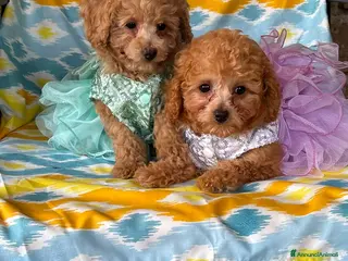Barboncino Toy cani Baroncini toy - Annuncio 4