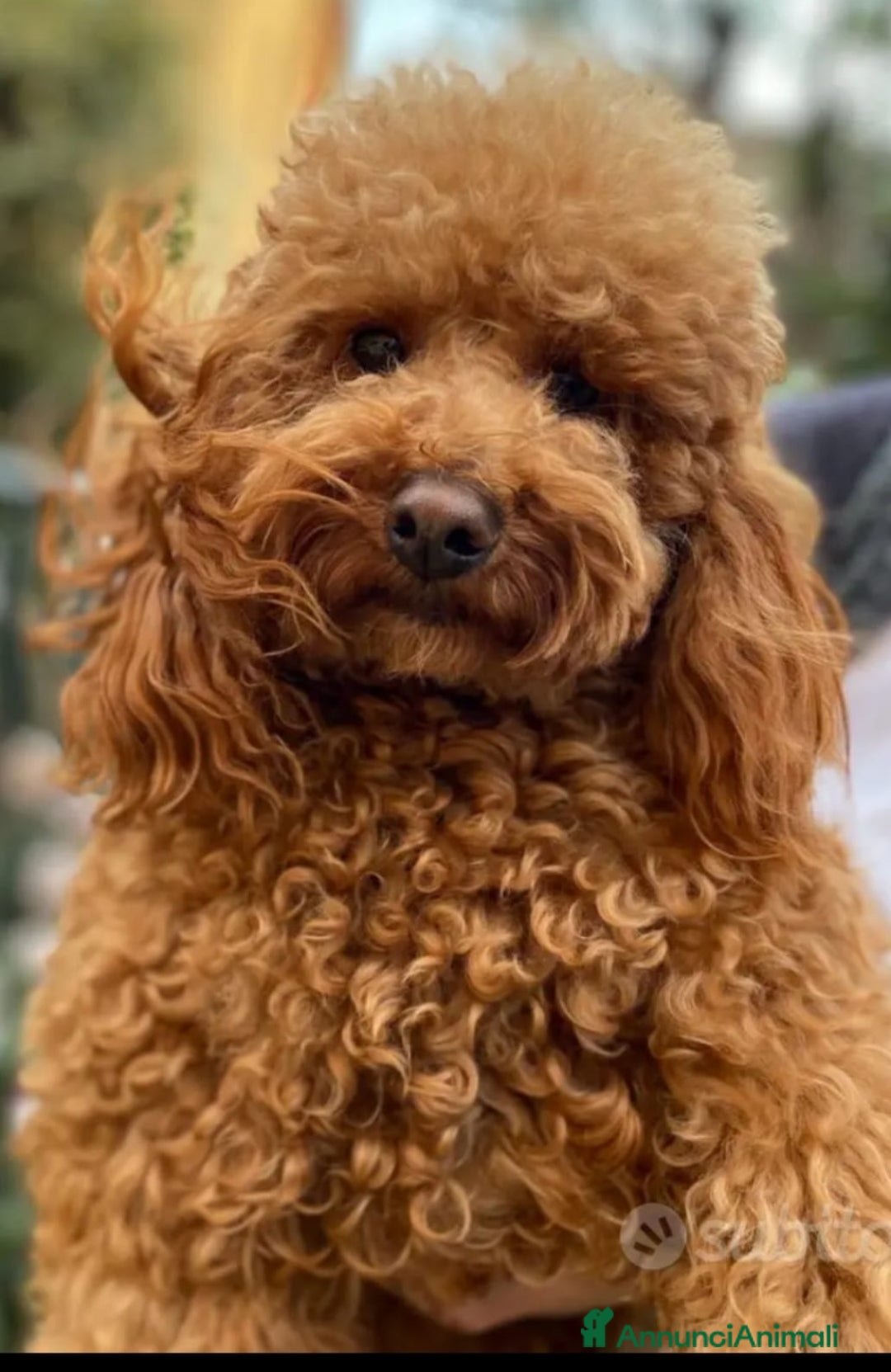 Barboncino cani Barboncino pedigree accoppiamento monta  - Annuncio 1