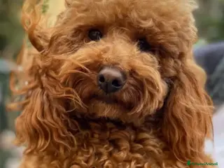 Barboncino cani Barboncino pedigree accoppiamento monta - Annuncio 1