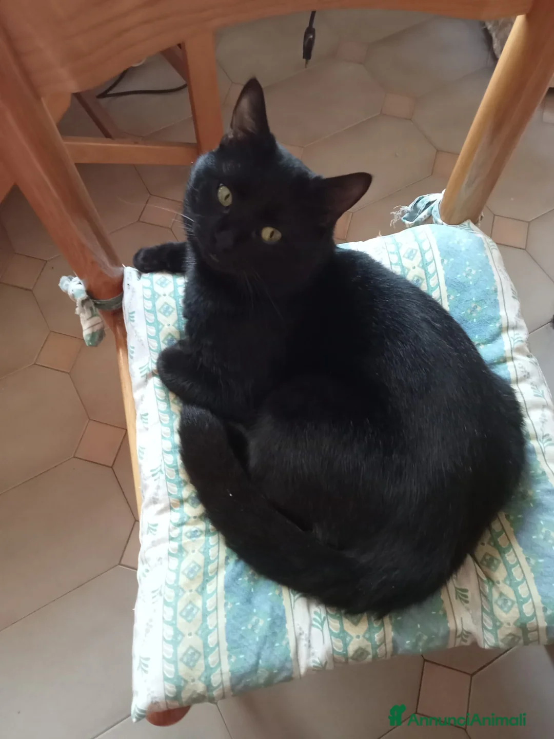 Europeo gatti in regalo: Tigratino - Annuncio 2