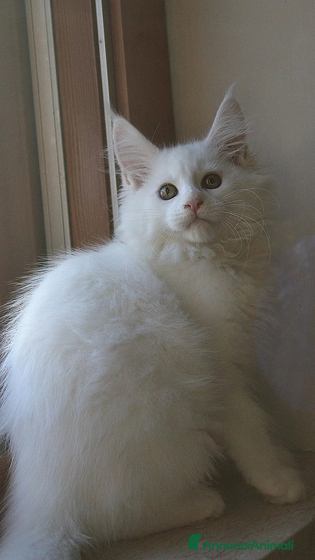 Maine Coon gatti in vendita: Maine Coon femmina  - Annuncio 1