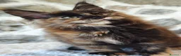 Maine Coon gatti in vendita: Maine Coon Femmina black tortie  - Annuncio 1