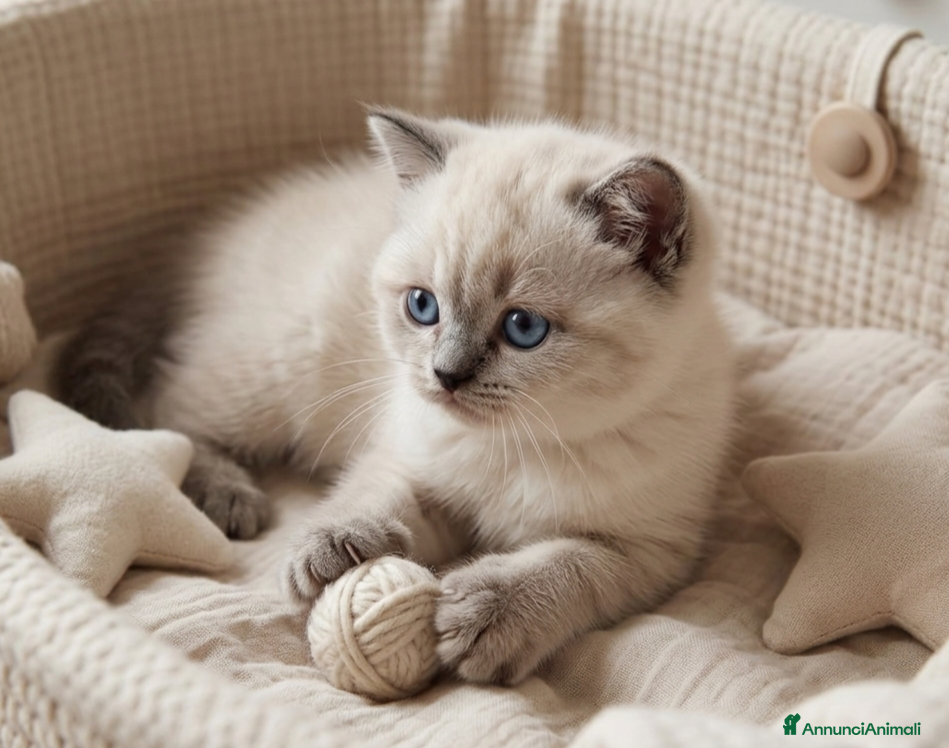 Scottish gatti Scottish fold e scottish stright  - Annuncio 1