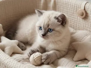 Scottish gatti Scottish fold e scottish stright - Annuncio 1