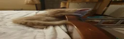 Maine Coon gatti in vendita: Maine coon cuccioli  a Città Metropolitana di Torino - Annuncio 14