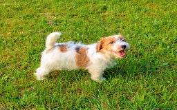 Jack Russell cani in vendita: Maschietti 4 mesi  a Provincia di Varese - Immagine 1