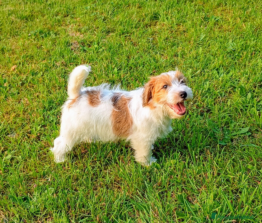 Jack Russell cani in vendita: Maschietti 4 mesi  a Provincia di Varese - Immagine 1