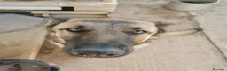 Pastore Belga cani in regalo: Regalo Sole - Annuncio 11