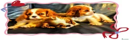Cavalier King cani in vendita: Cucciolata Cavalier King - Annuncio 1