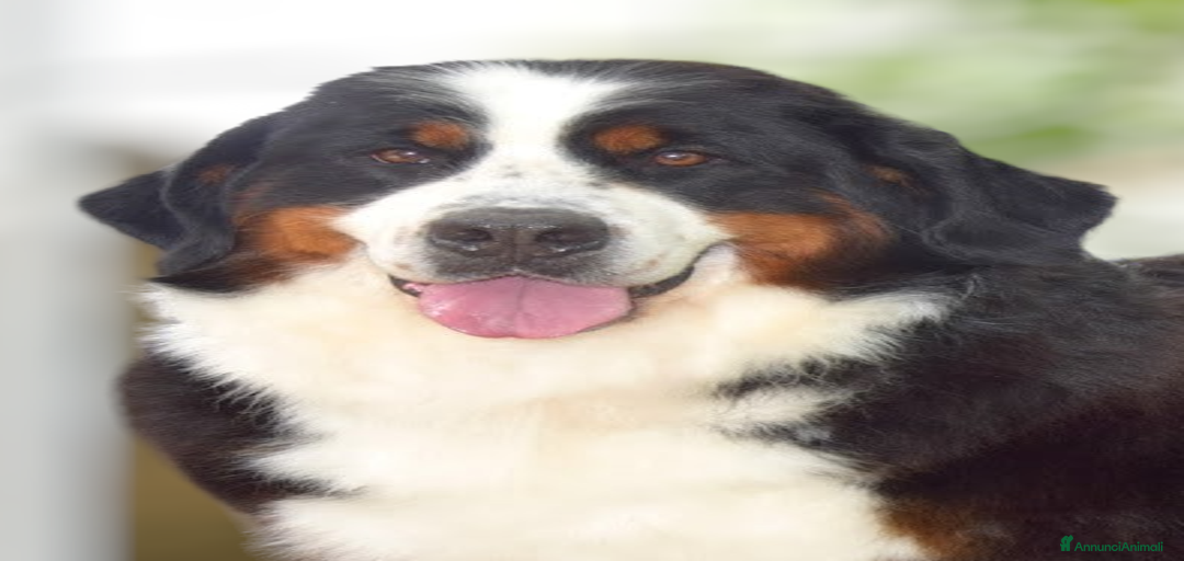 Immagine della galleria {{count}}