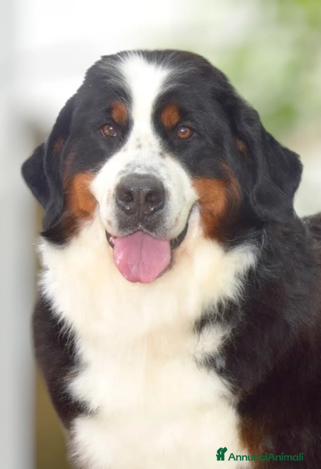 Immagine della galleria {{count}}