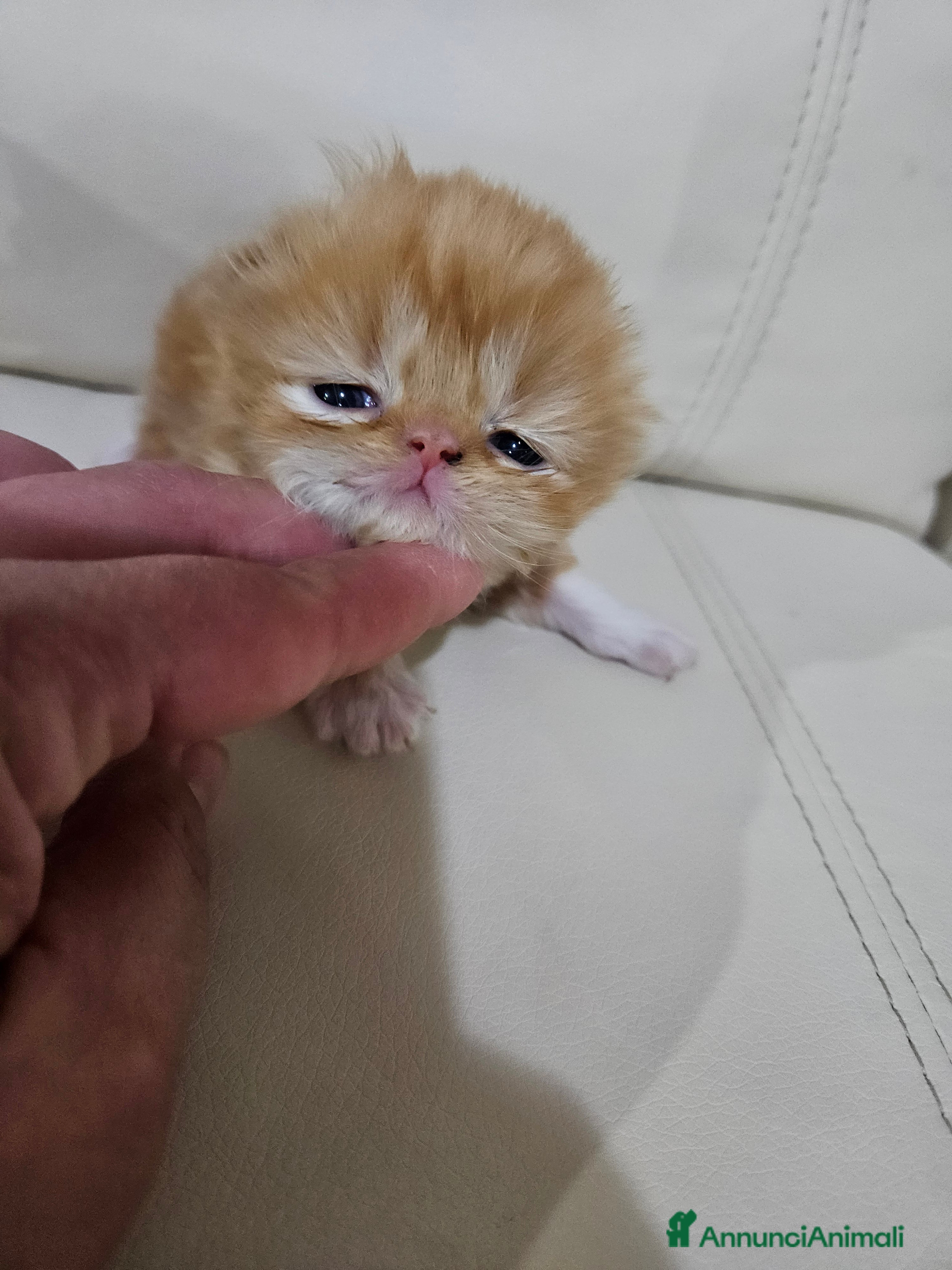 Persiano gatti Gatti persiani  - Annuncio 2