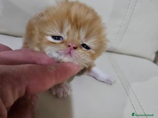 Persiano gatti Gatti persiani - Annuncio 2