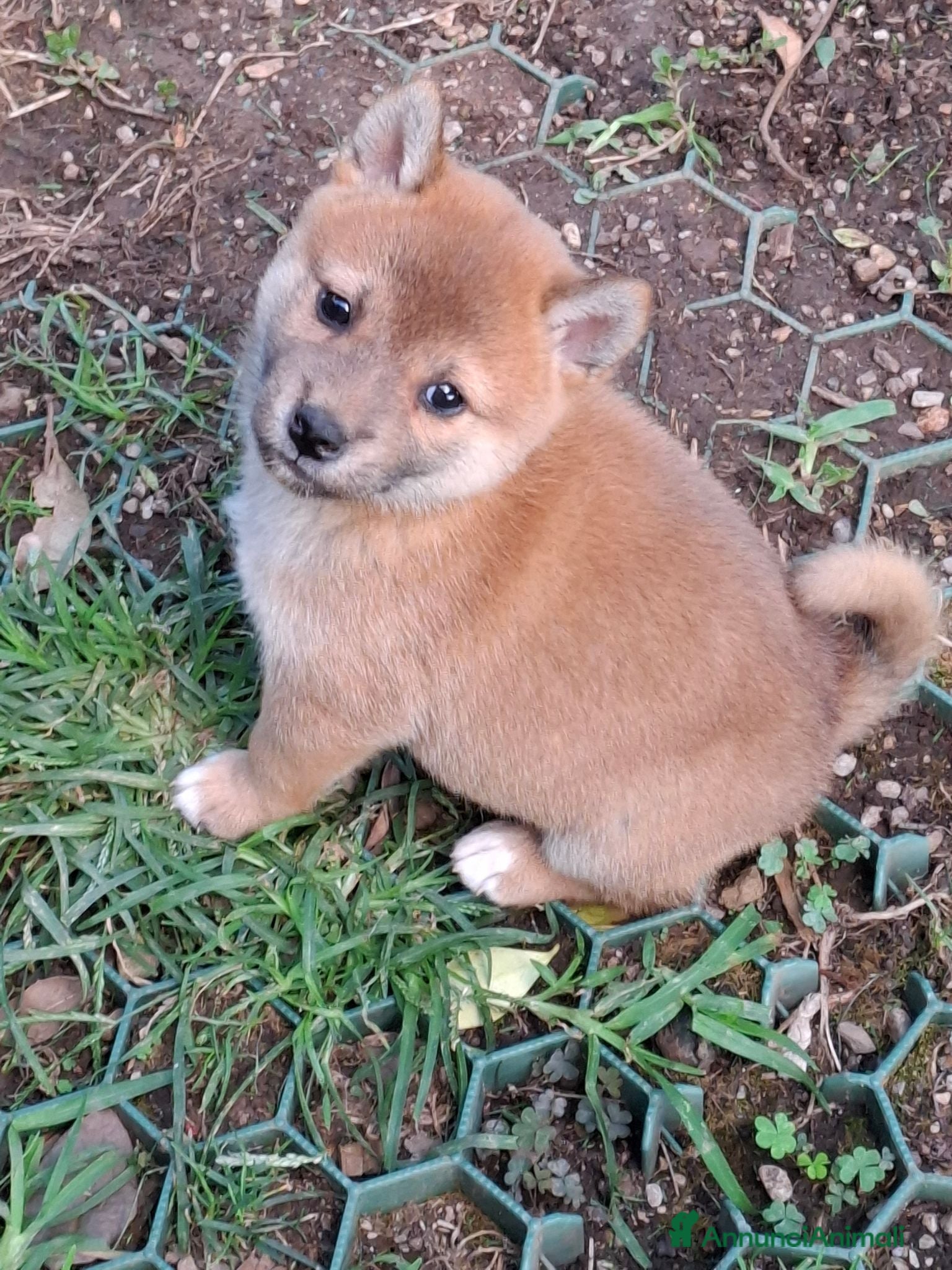 Shiba Inu cani Cuccioli shiba inu - Annuncio 2