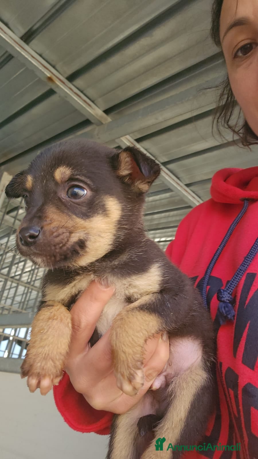 Meticcio cani Giglio: 2 mesi taglia contenuta  - Annuncio 7