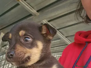 Meticcio cani Giglio: 2 mesi taglia contenuta - Annuncio 7