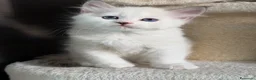 Siberiano gatti in vendita: Maschietto siberiano Neva Masquerade con Pedigree - Annuncio 4
