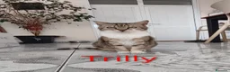 Europeo gatti in regalo: 4micini 50giorni IN ARRIVO A MILANO( su richiesta) - Annuncio 5