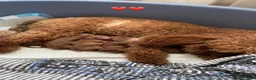 Barboncino Toy cani in vendita: Barboncino Toy Red  - Annuncio 12