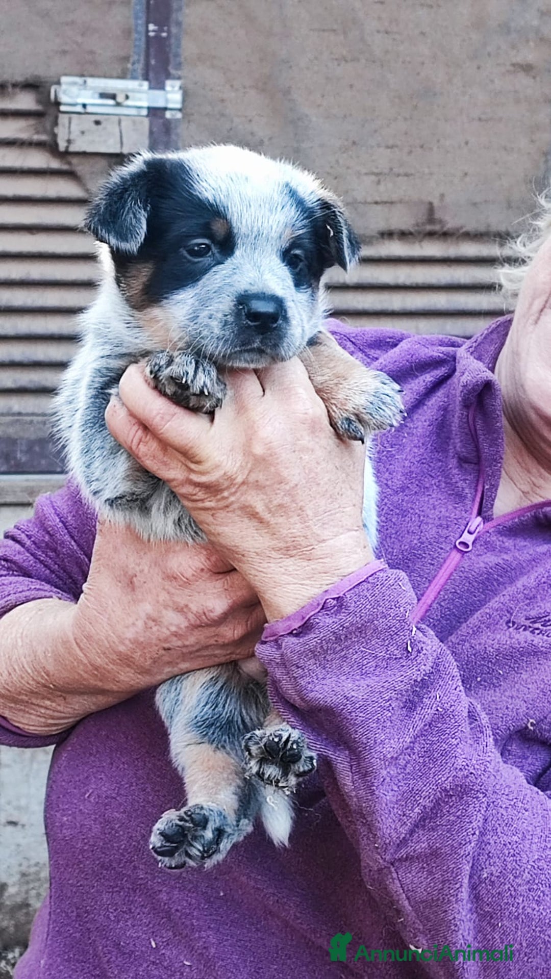 Australian Cattledog cani in vendita: cuccioli di Australian cattledog - Annuncio 7