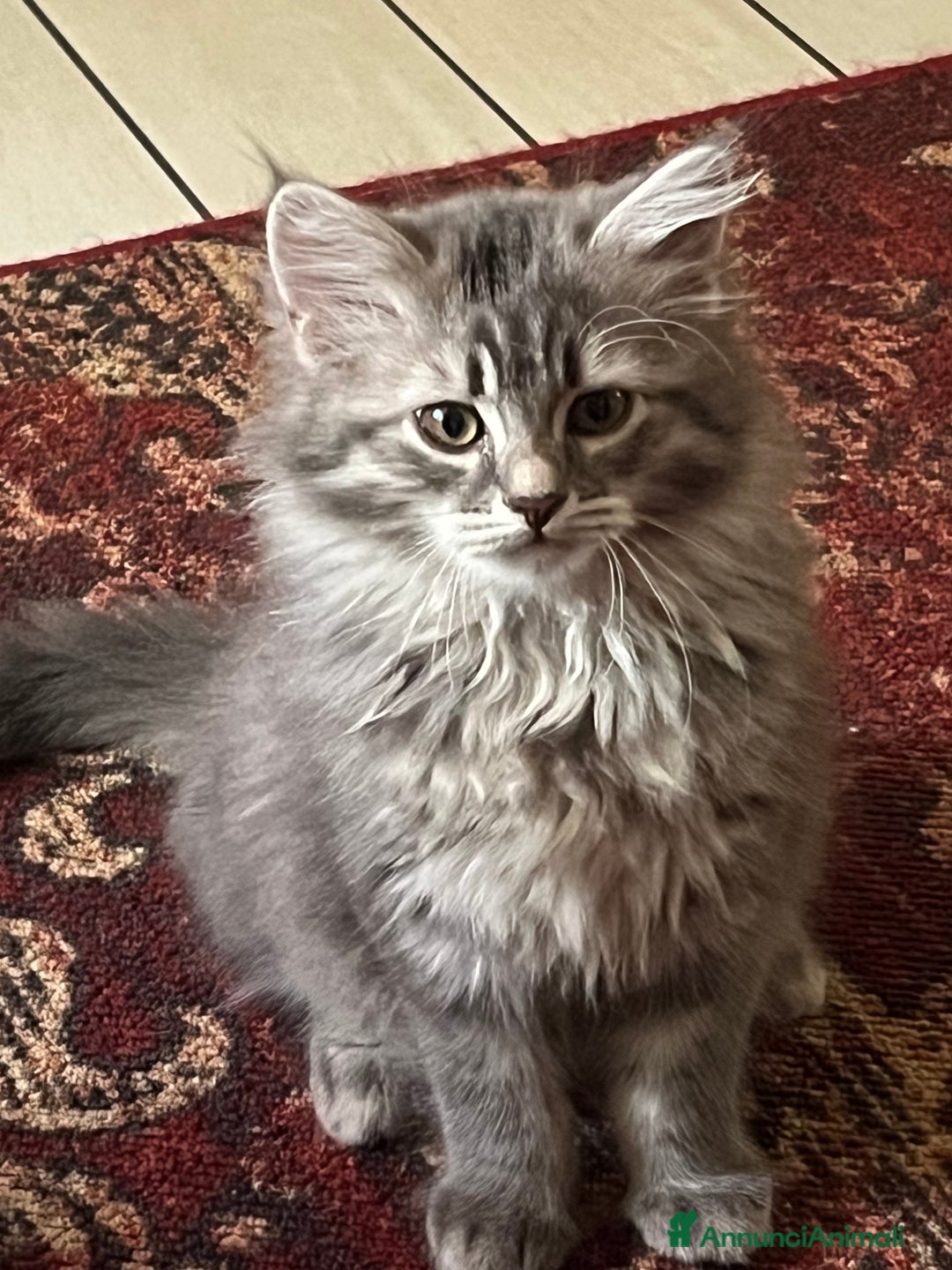 Siberiano gatti in vendita: Gatti siberiani  a Provincia di Biella - Immagine 19