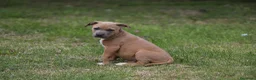 Pitbull cani in vendita: Cuccioli Pit Bull pronta consegna  - Annuncio 23