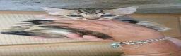 Bengala gatti in vendita: Cuccioli bengala Silver e Brown  - Annuncio 13