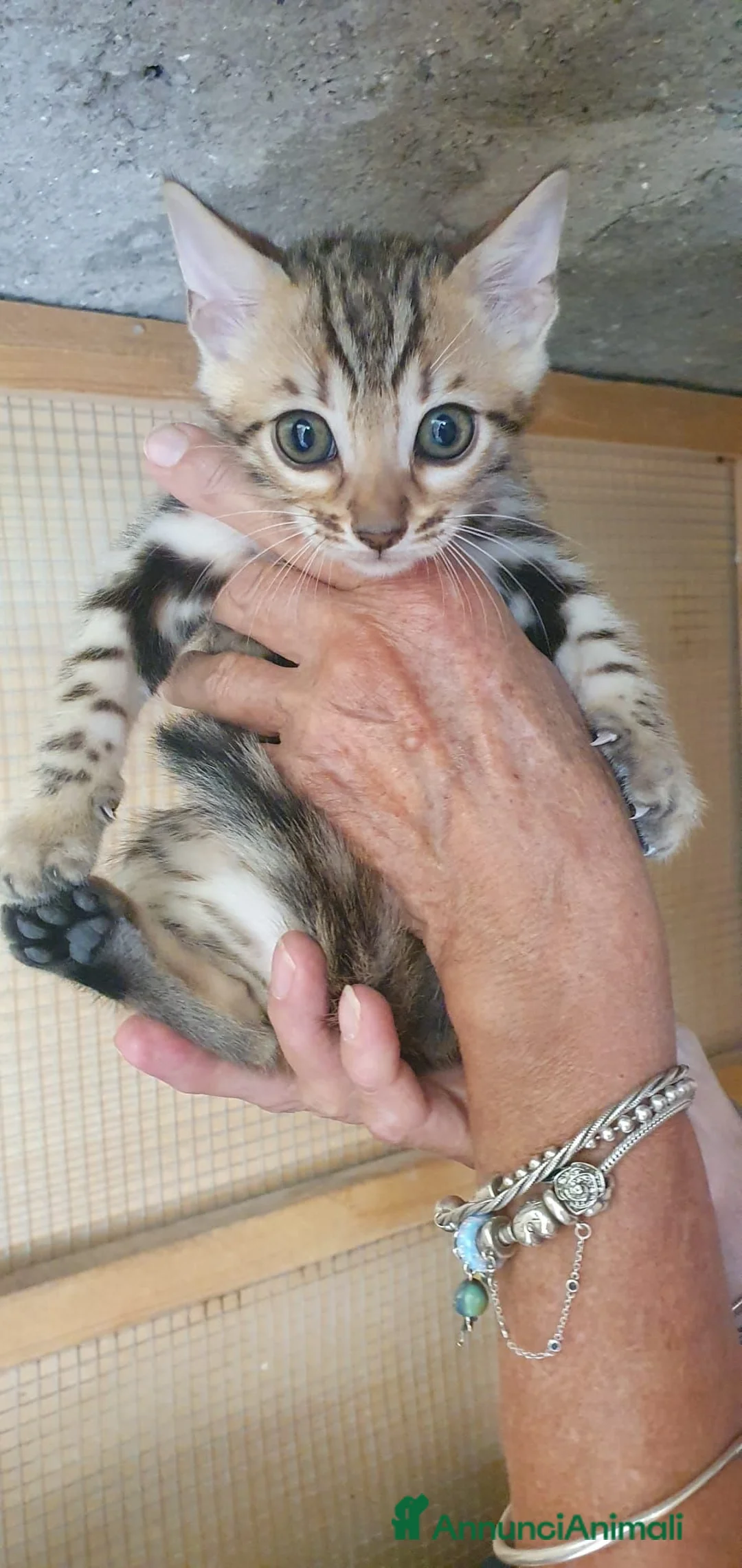 Bengala gatti in vendita: Cuccioli bengala Silver e Brown  - Annuncio 13