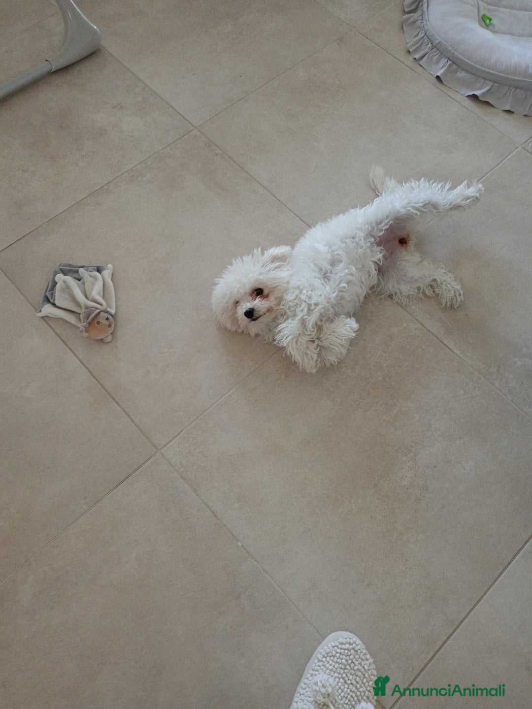 Maltese cani in vendita: Maltese  - Annuncio 2