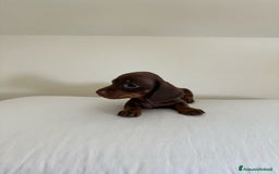 Bassotto cani in vendita: Bassotto chocolate a Città Metropolitana di Napoli - Immagine 2
