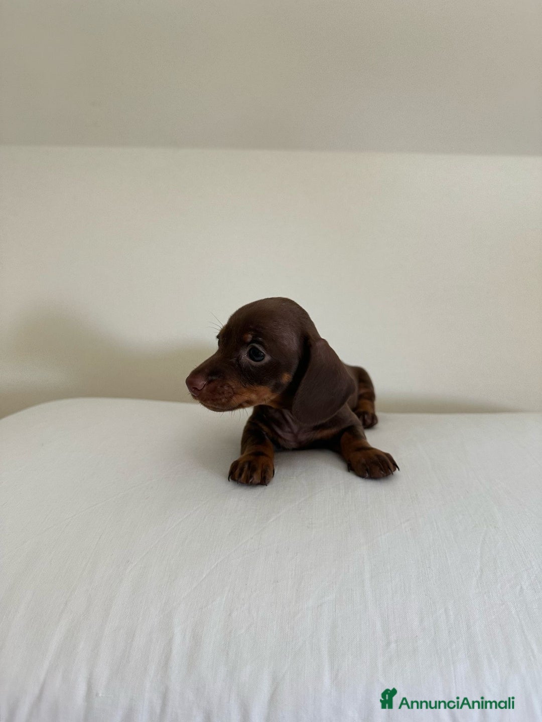Bassotto cani in vendita: Bassotto chocolate a Città Metropolitana di Napoli - Immagine 2