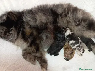 Volpino Pomerania cani POMERANIA Merle' prenotabili - Annuncio 25