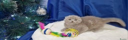 Scottish gatti in vendita: Scottish fold e straight  - Annuncio 9
