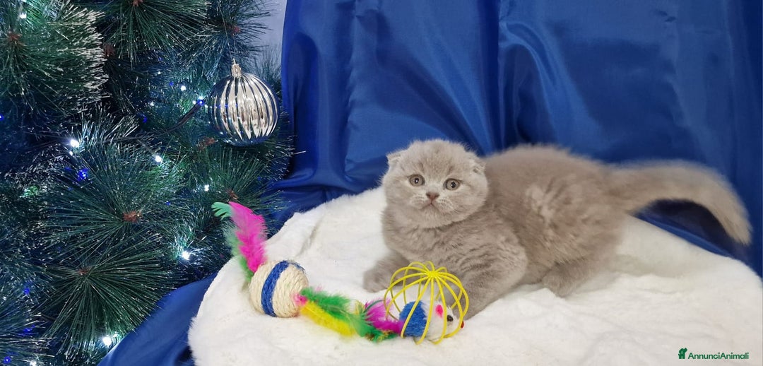 Scottish gatti in vendita: Scottish fold e straight  - Annuncio 9