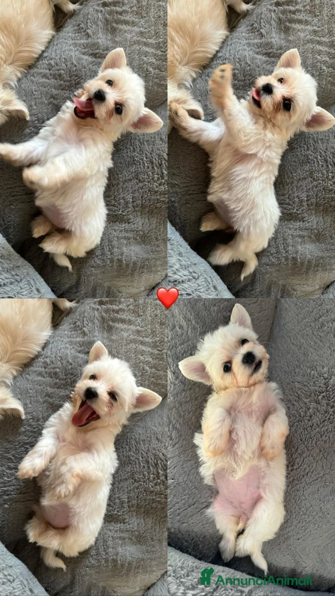 Maltese cani in vendita: Disponibili cani maltesi  - Annuncio 3