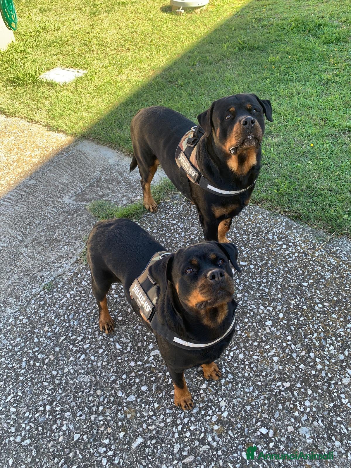 Rottweiler cani Cuccioli rottweiller alta genealogia  - Annuncio 25