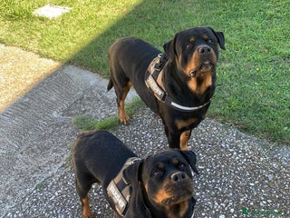 Rottweiler cani Cuccioli rottweiller alta genealogia - Annuncio 11